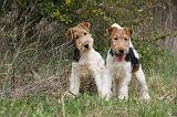 FOX TERRIER 587